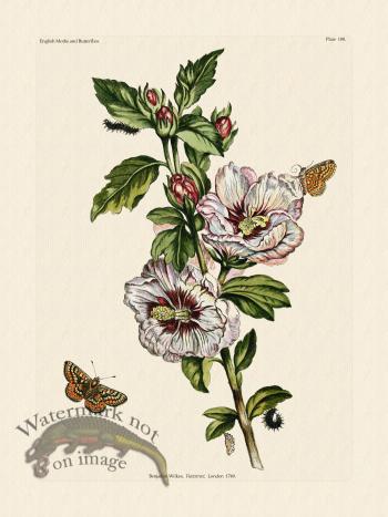 Wilkes Butterflies 108